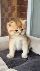Хлопчик Тедді британська золота шиншила