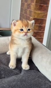 Хлопчик Тедді британська золота шиншила