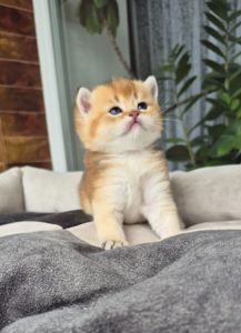 Хлопчик Тедді британська золота шиншила