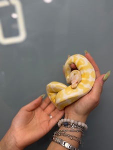 Королівський пітон, пітон регіус, пітони різних морф
