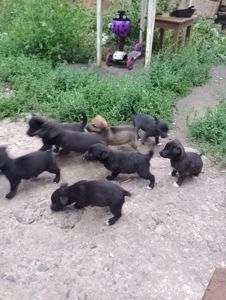Щенки срочно ищут хозяина