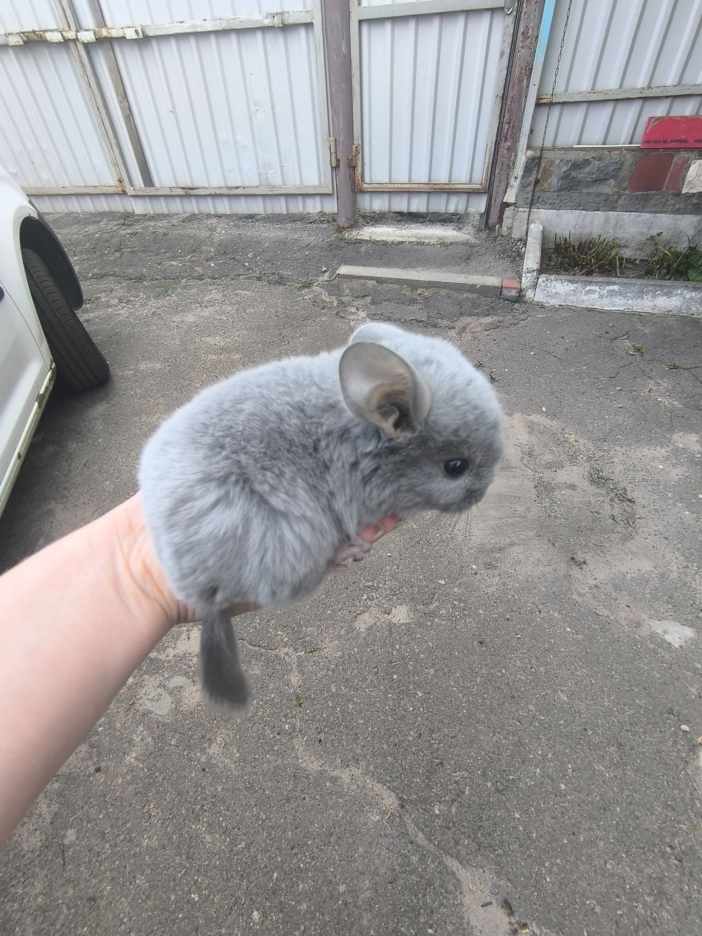 Блакитний діамант ебоні