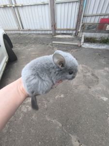 Блакитний діамант ебоні