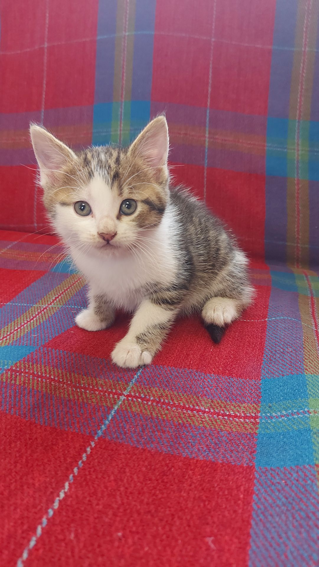 Кошенята шукають люблячу родину