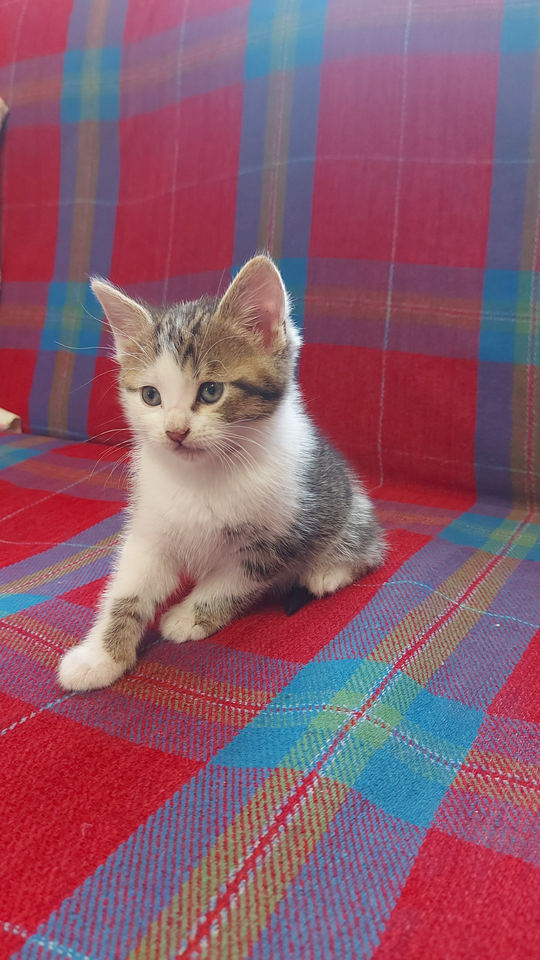 Кошенята шукають люблячу родину