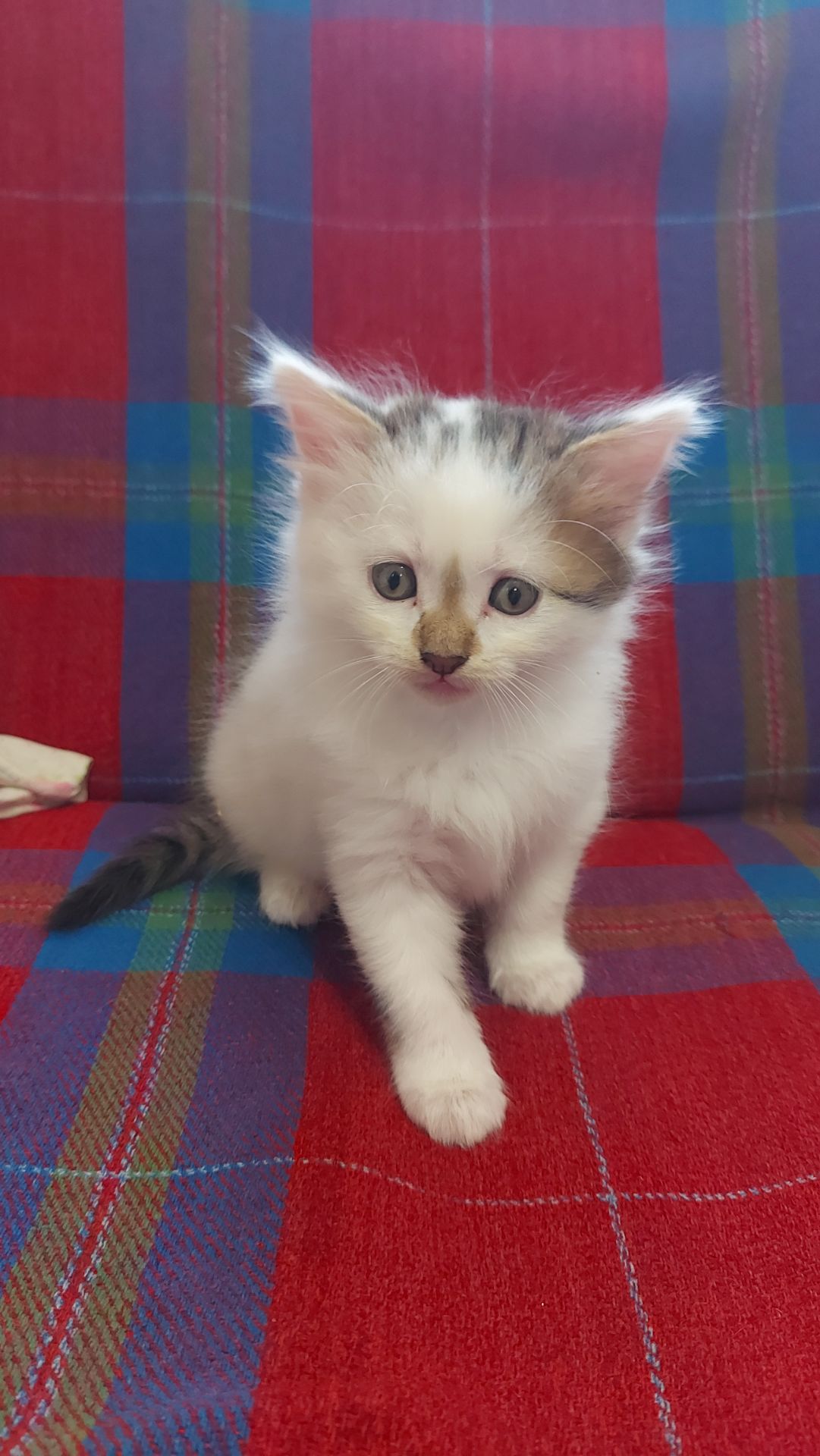 Кошенята шукають люблячу родину