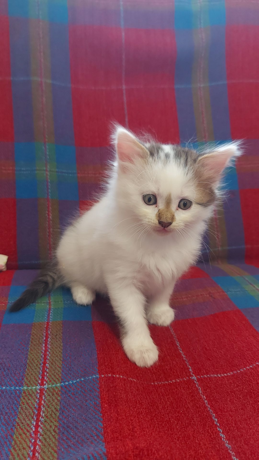 Кошенята шукають люблячу родину