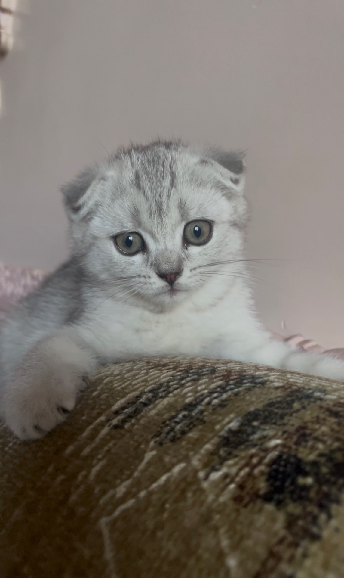 Кішечка срібна шиншила