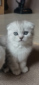 Кішечка срібна шиншила