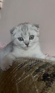 Кішечка срібна шиншила
