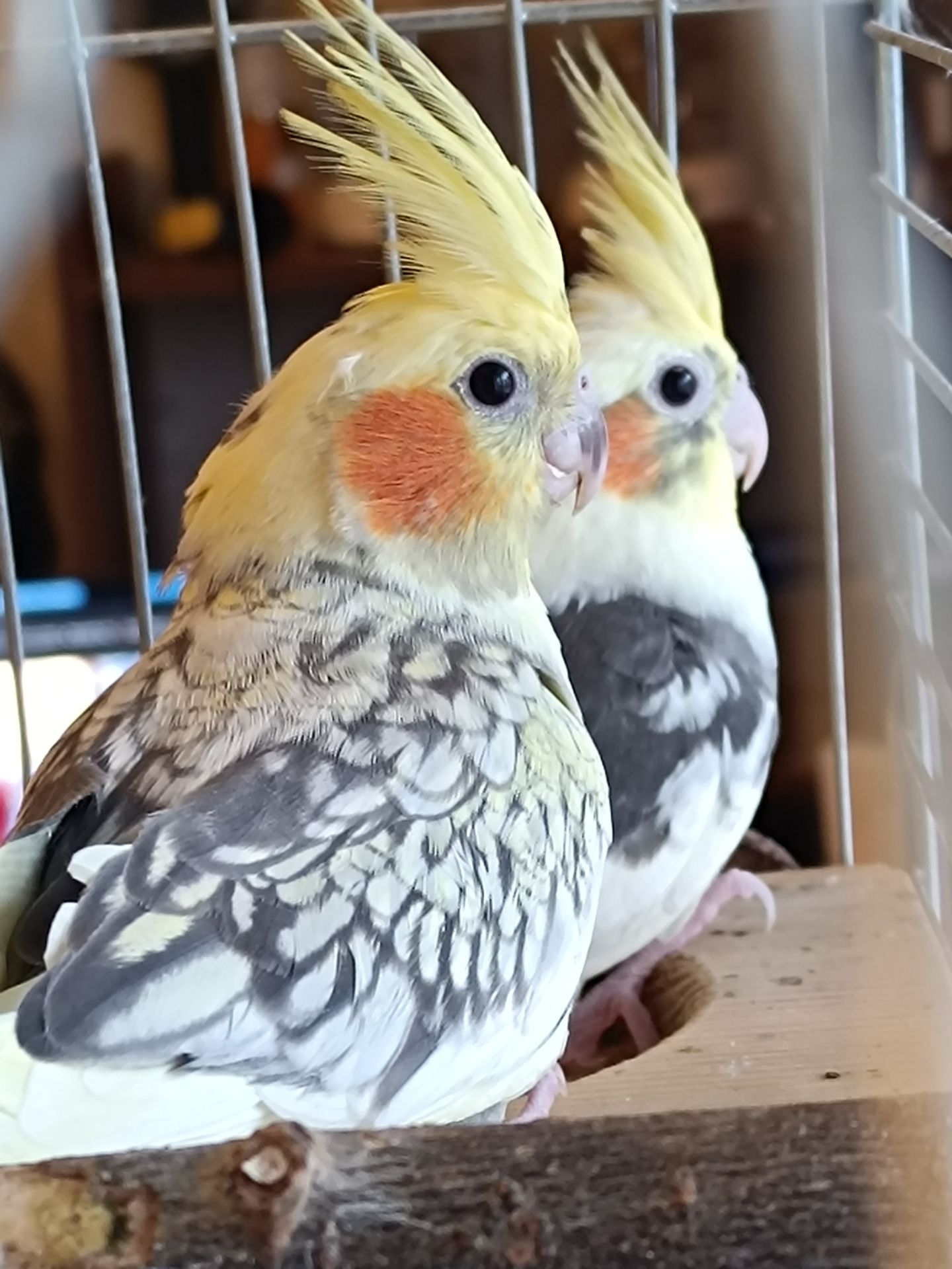 🐥 Продам молодих корел