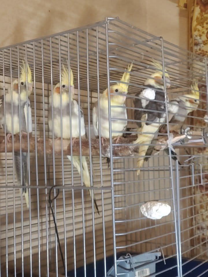 Милі пташенята корелли 🦜