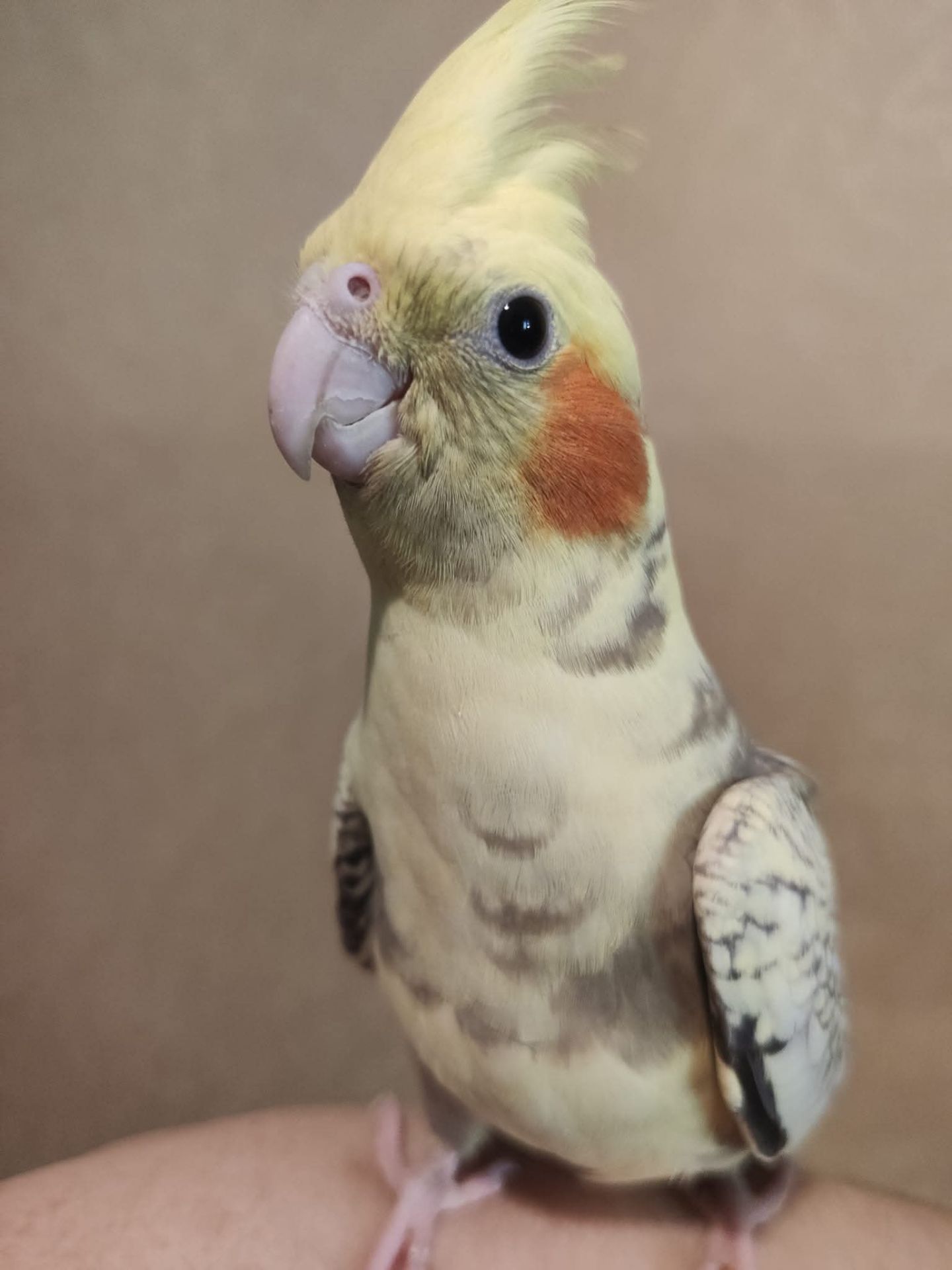 Милі пташенята корелли 🦜