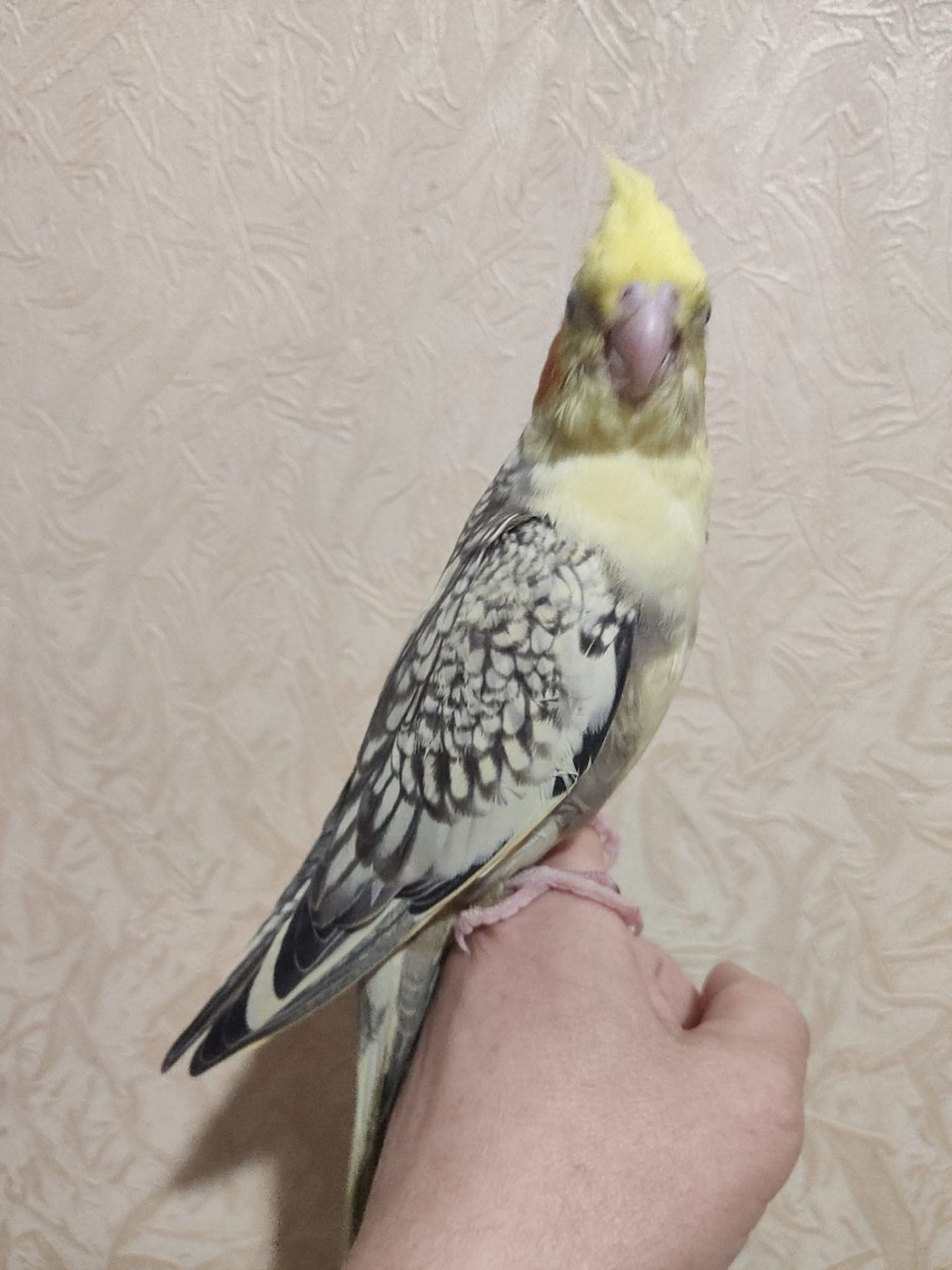 Милі пташенята корелли 🦜