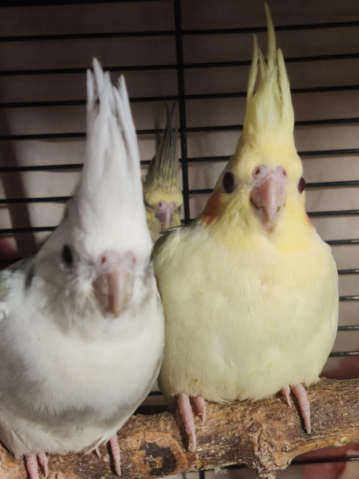Милі пташенята корелли 🦜