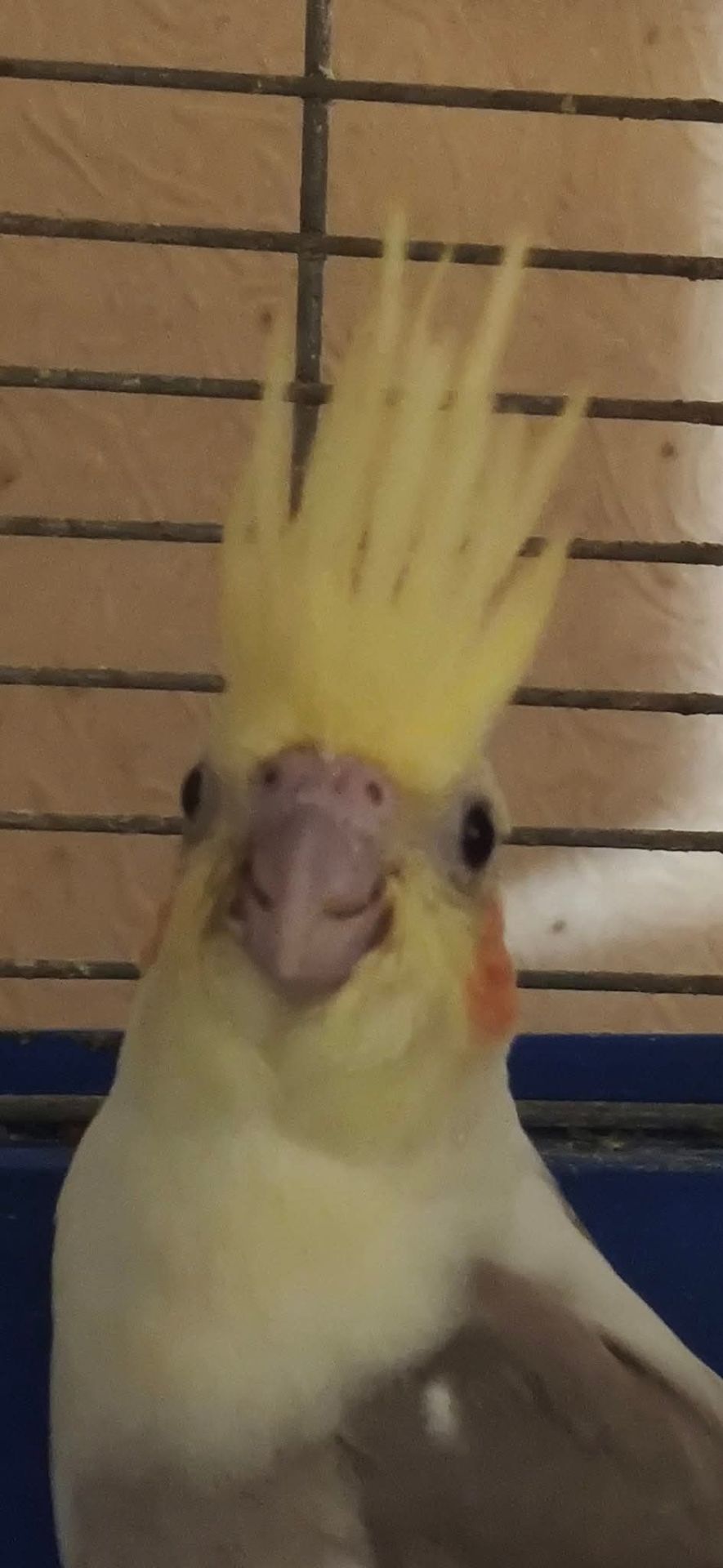 Милі пташенята корелли 🦜