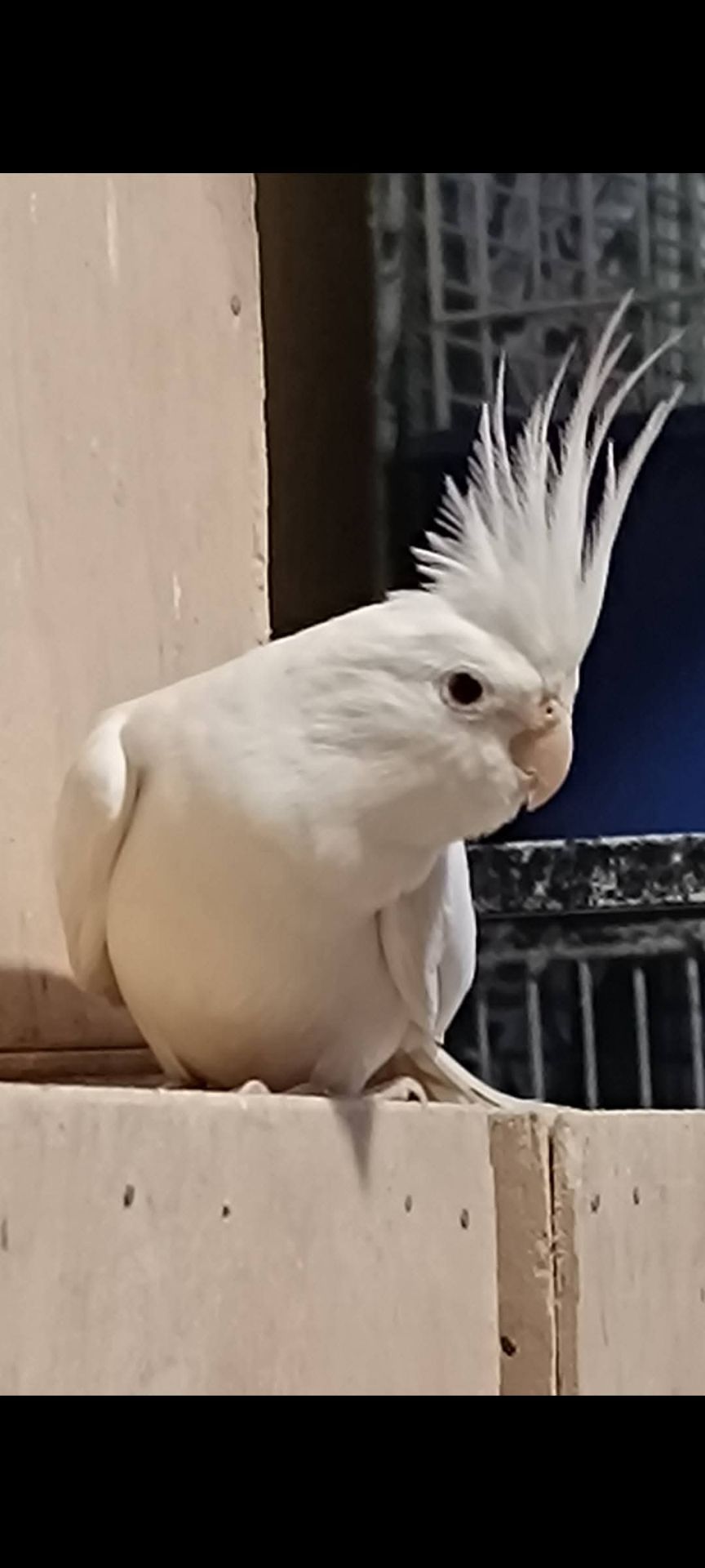 🐥 Продам молодих корел