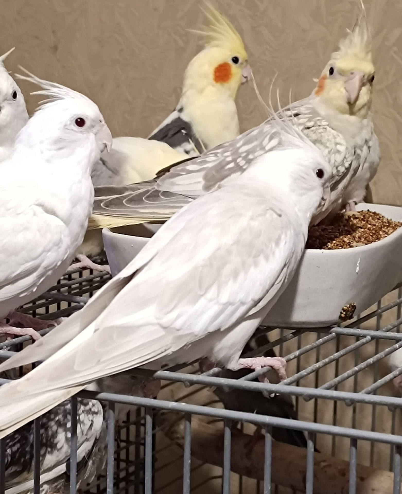 🐥 Продам молодих корел