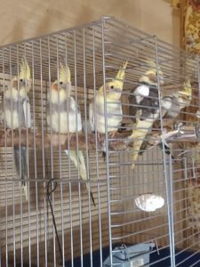 Милі пташенята корелли 🦜