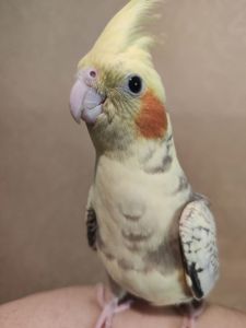 Милі пташенята корелли 🦜