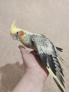 Милі пташенята корелли 🦜