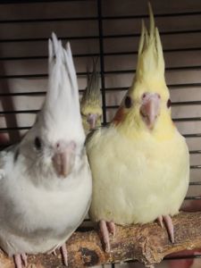 Милі пташенята корелли 🦜