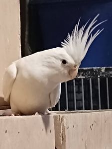 🐥 Продам молодих корел