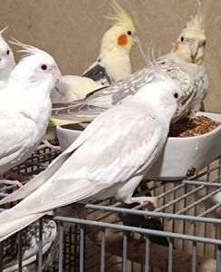 🐥 Продам молодих корел