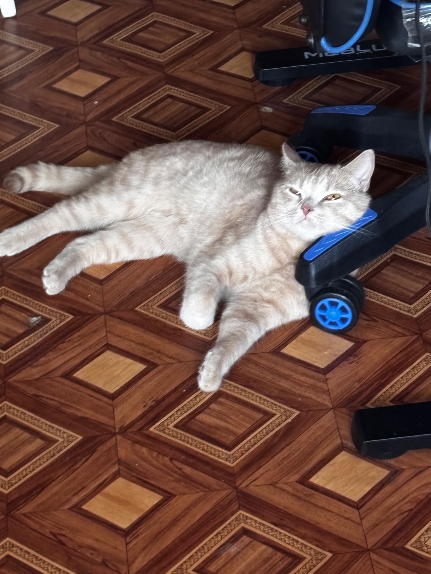 Кот британец метис