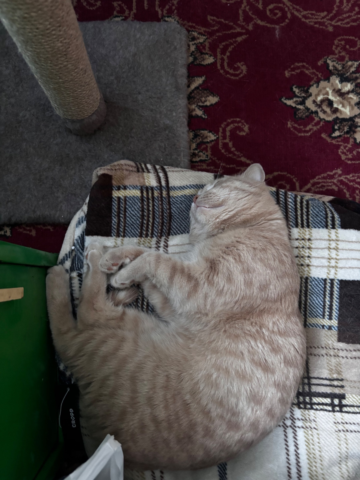 Кот британец метис