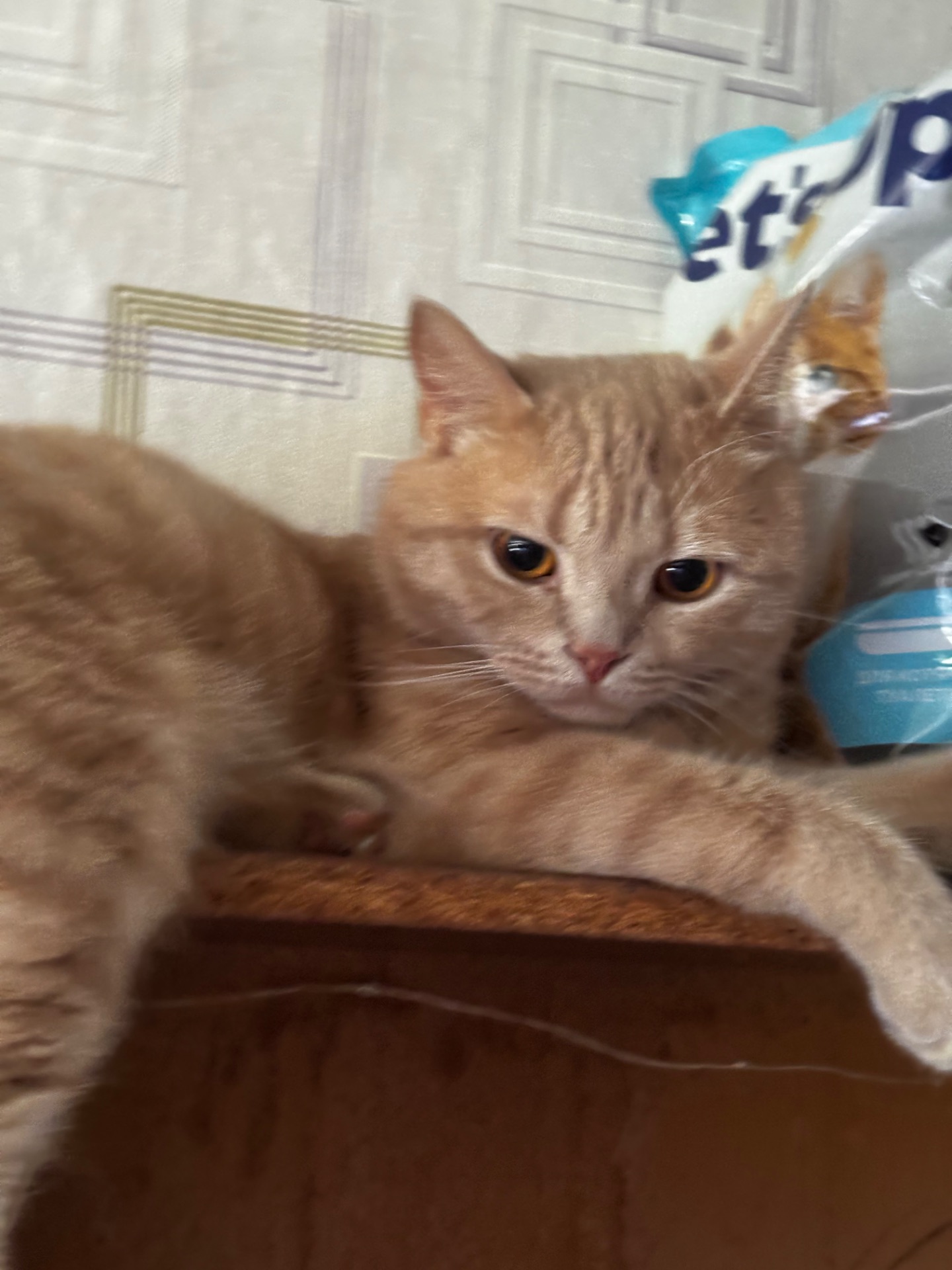 Кот британец метис