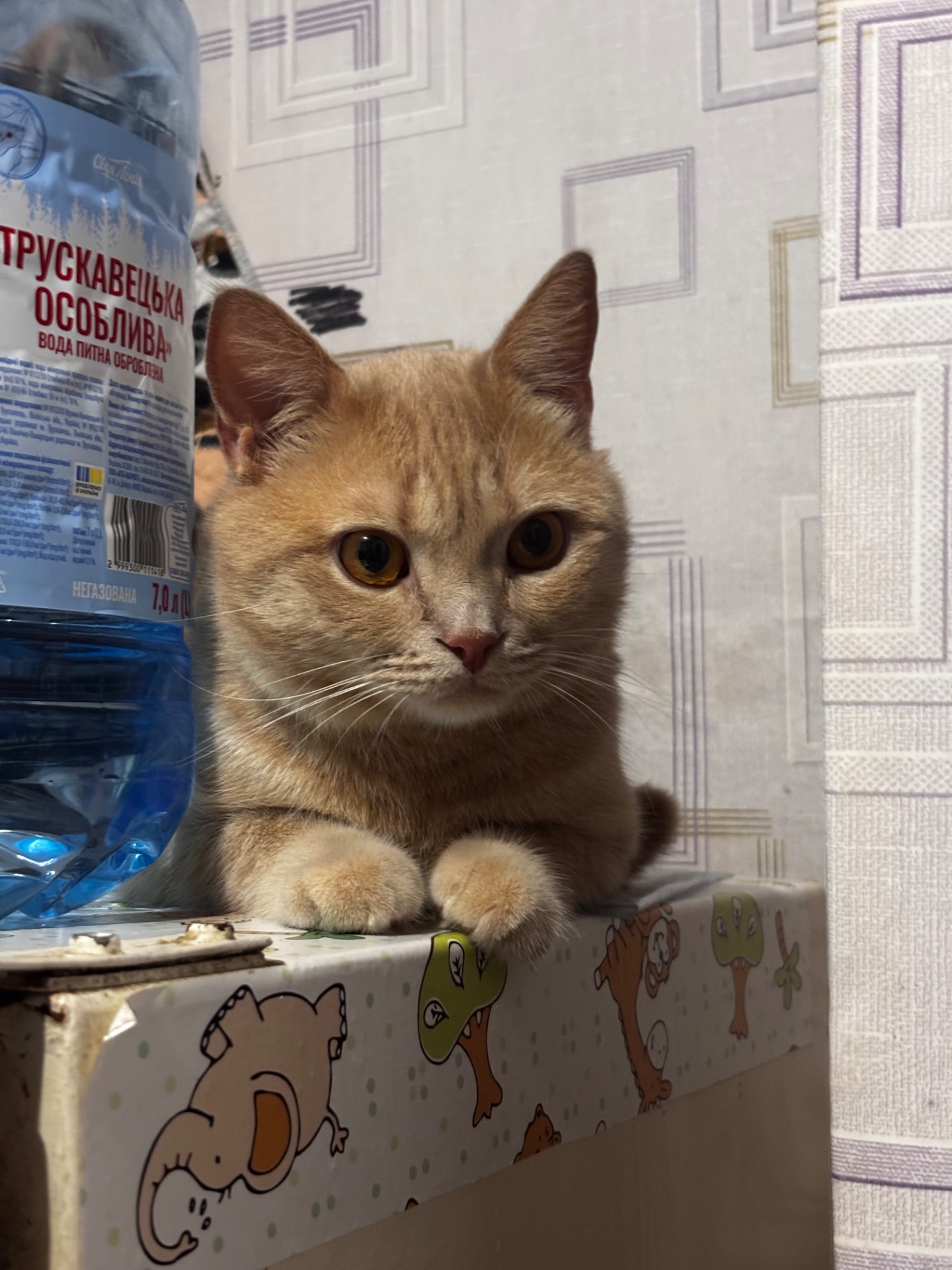 Кот британец метис