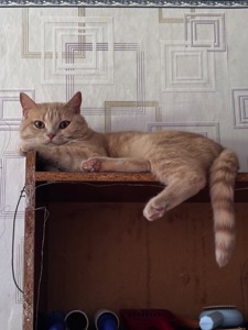 Кот британец метис