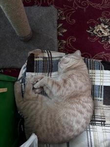 Кот британец метис