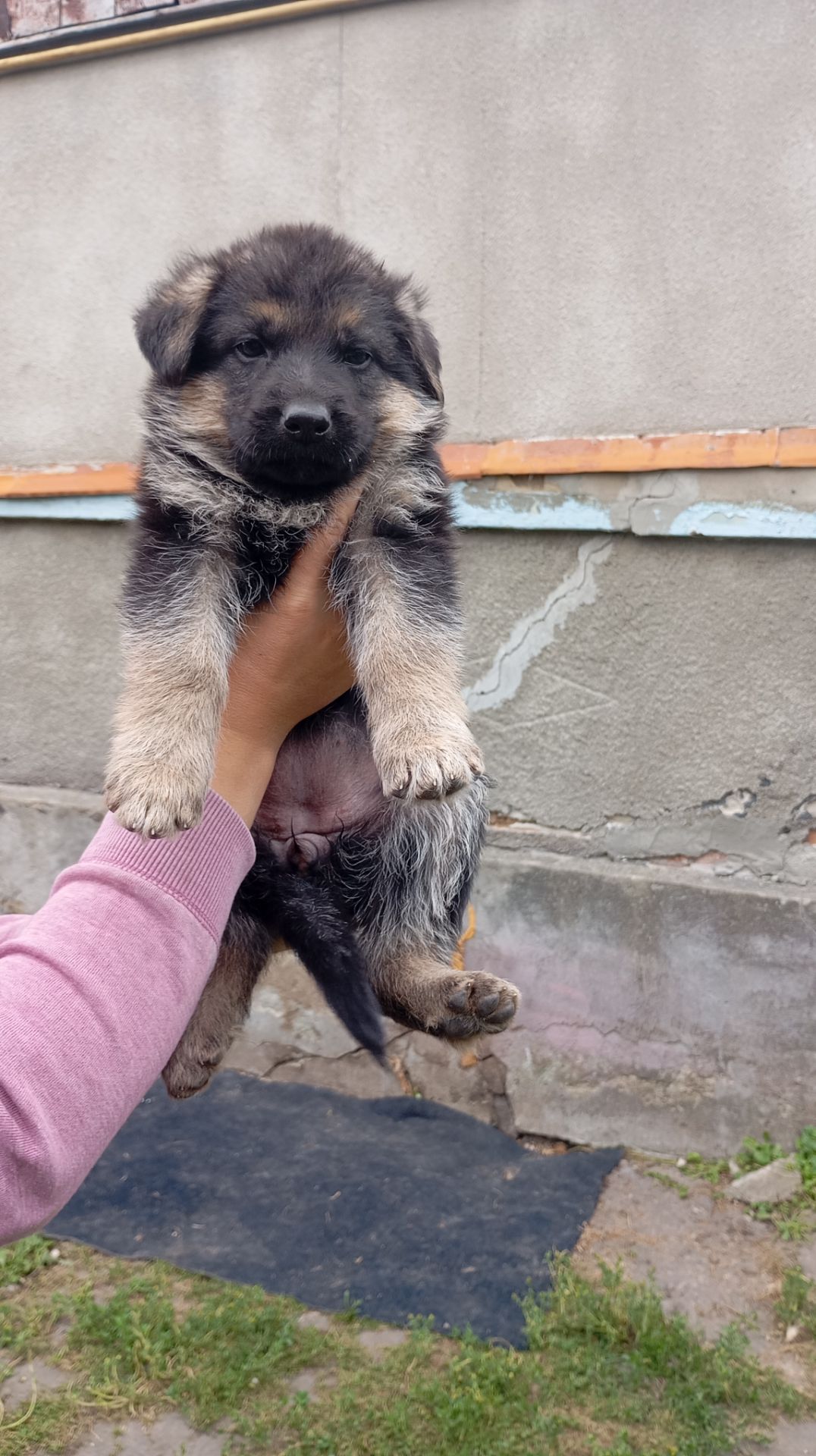 Продаються цуценята німецької вівчарки