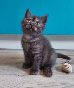 Кошеня Шотландське прямовухе