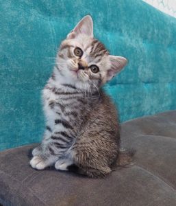 Котик шотландський прямовухий