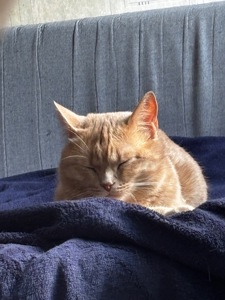Кот британец метис