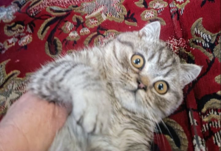 Шотландське кошеня скоттіш страйт мармур на срібрі