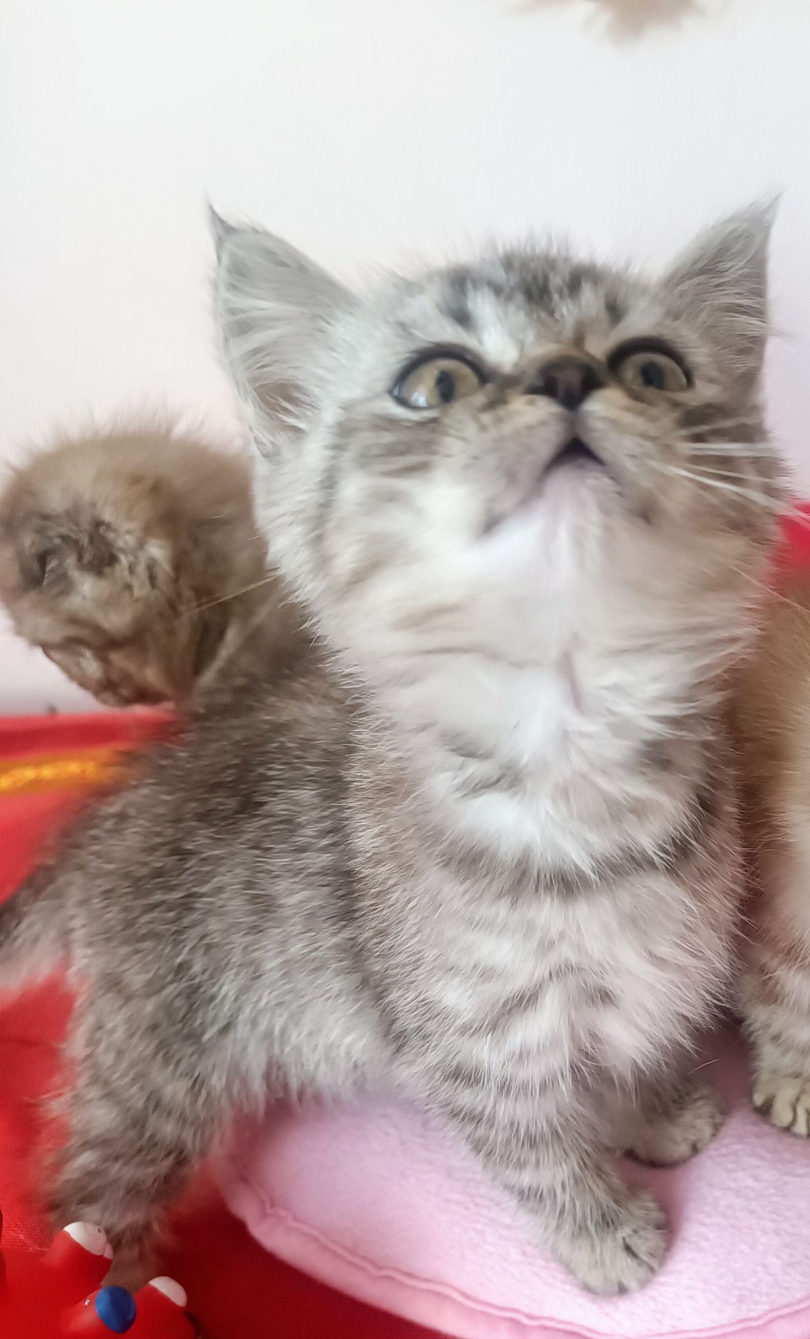 Шотландське кошеня скоттіш страйт мармур на срібрі