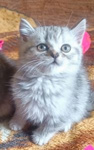 Шотландське кошеня скоттіш страйт мармур на срібрі