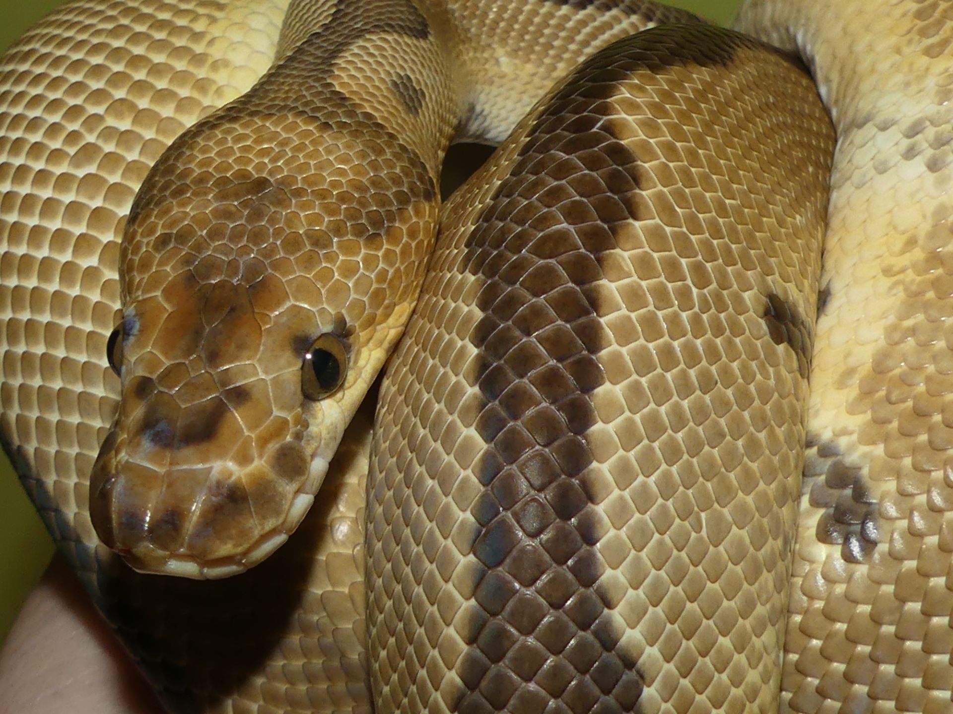 Королівський пітон Clown het. Albino Ultramel