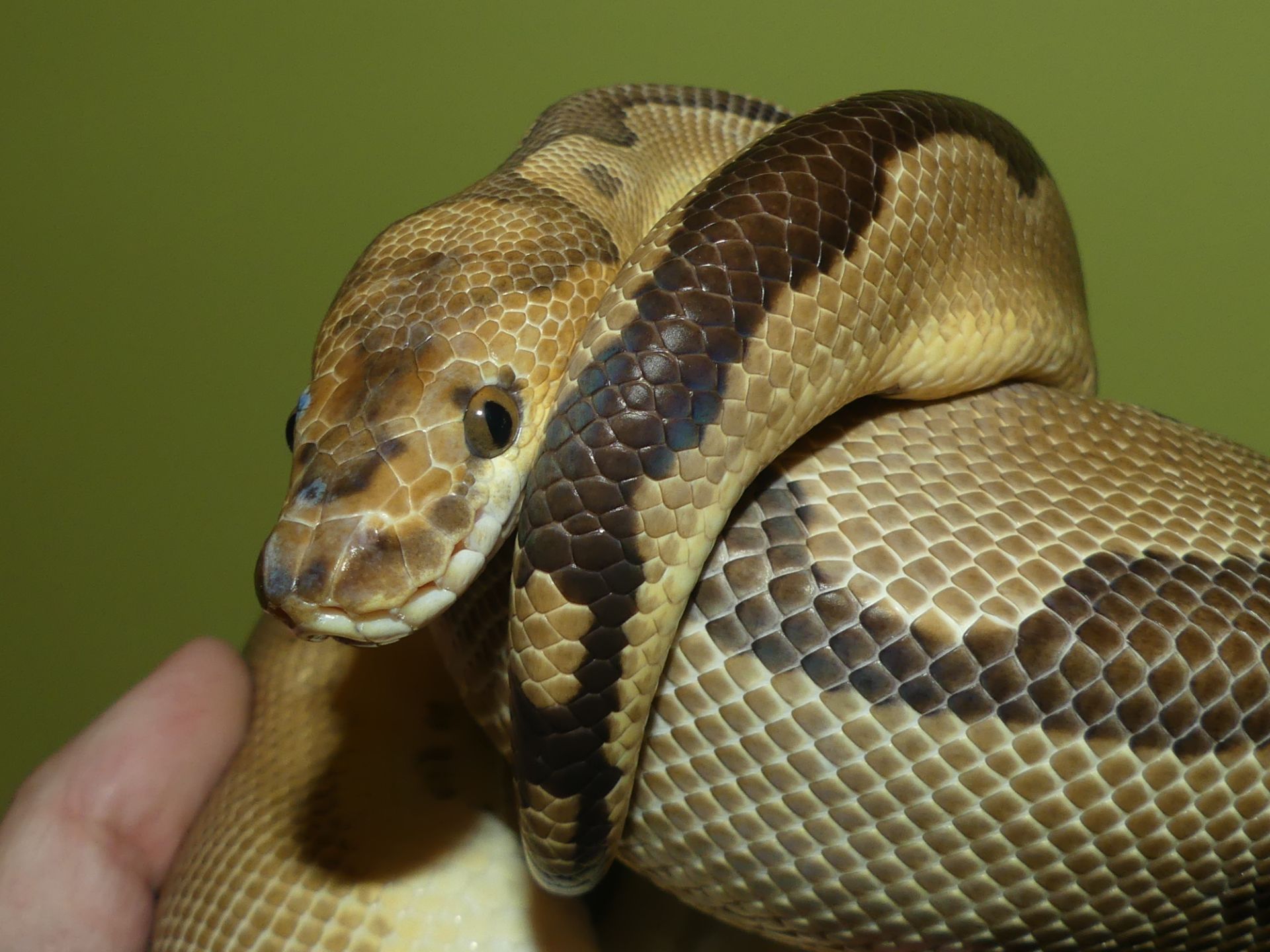 Королівський пітон Clown het. Albino Ultramel