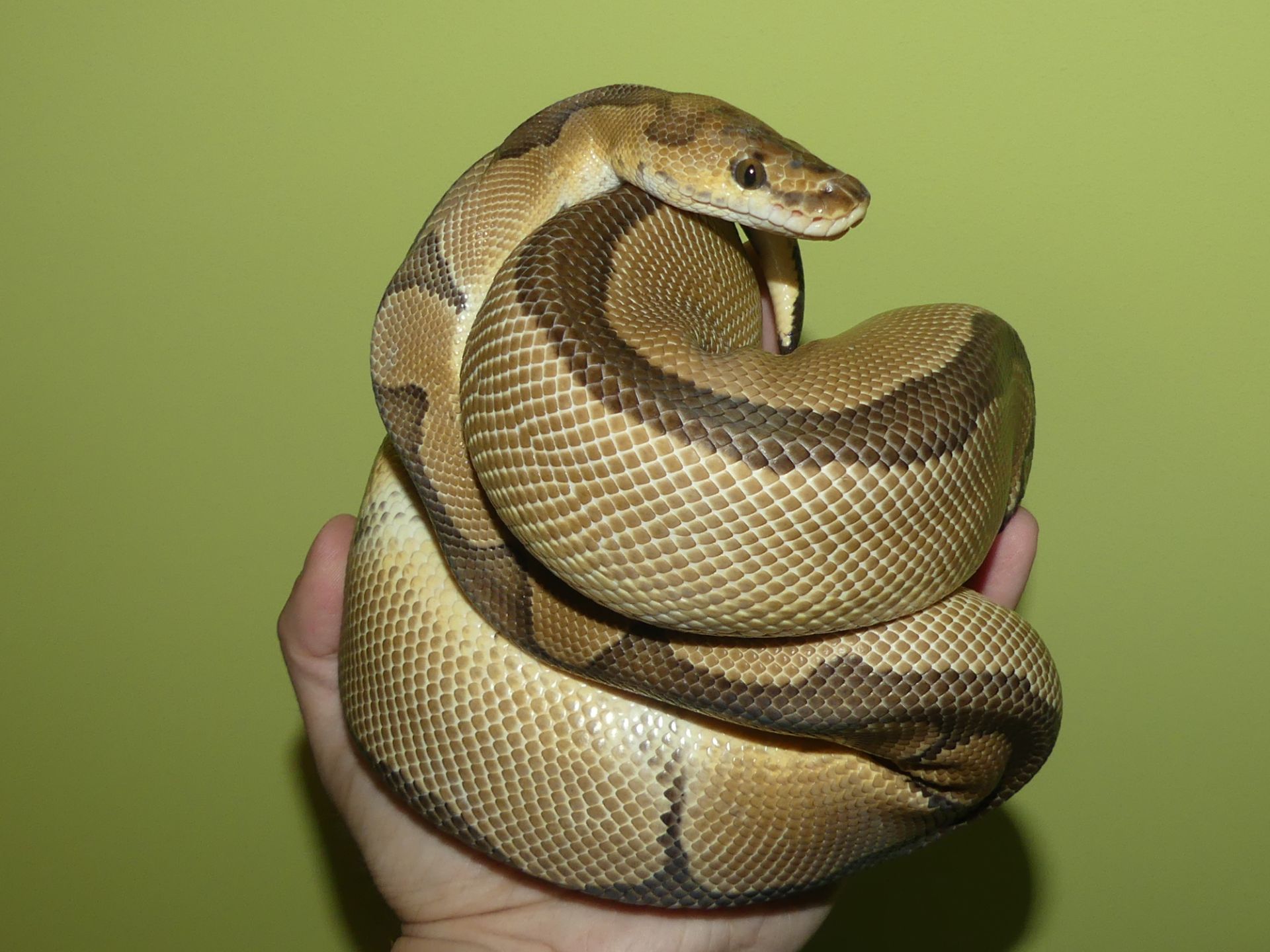 Королівський пітон Clown het. Albino Ultramel