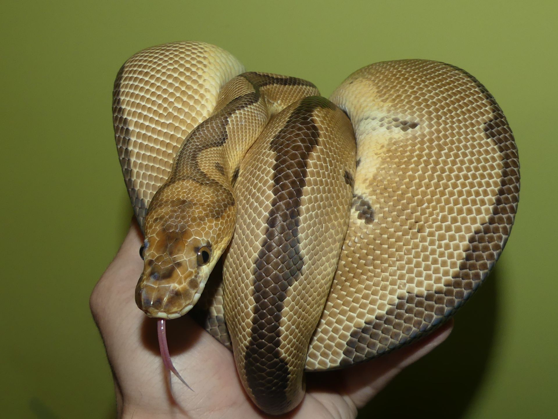 Королівський пітон Clown het. Albino Ultramel