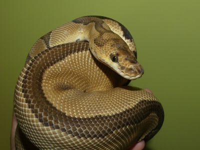 Королівський пітон Clown het. Albino Ultramel