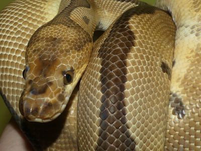 Королівський пітон Clown het. Albino Ultramel