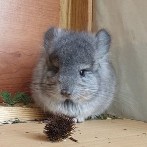 Маленький самец Стандартная ангора с "Львиной гривой"