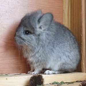 Маленький самец Стандартная ангора с "Львиной гривой"