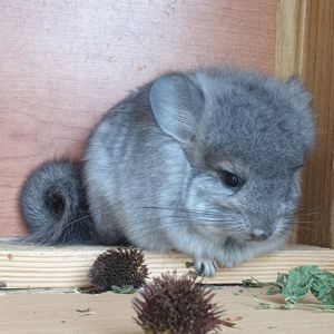 Маленький самец Стандартная ангора с "Львиной гривой"